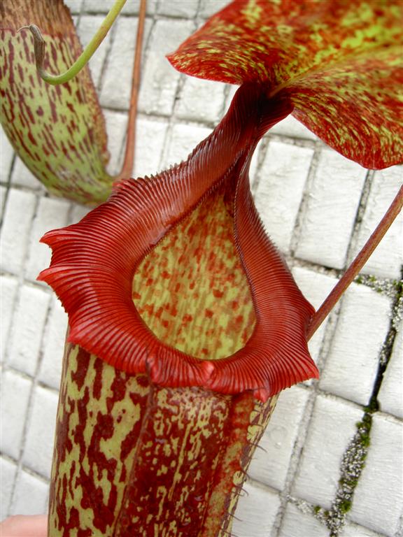 Nepenthes sibuyanensis x mixta 1